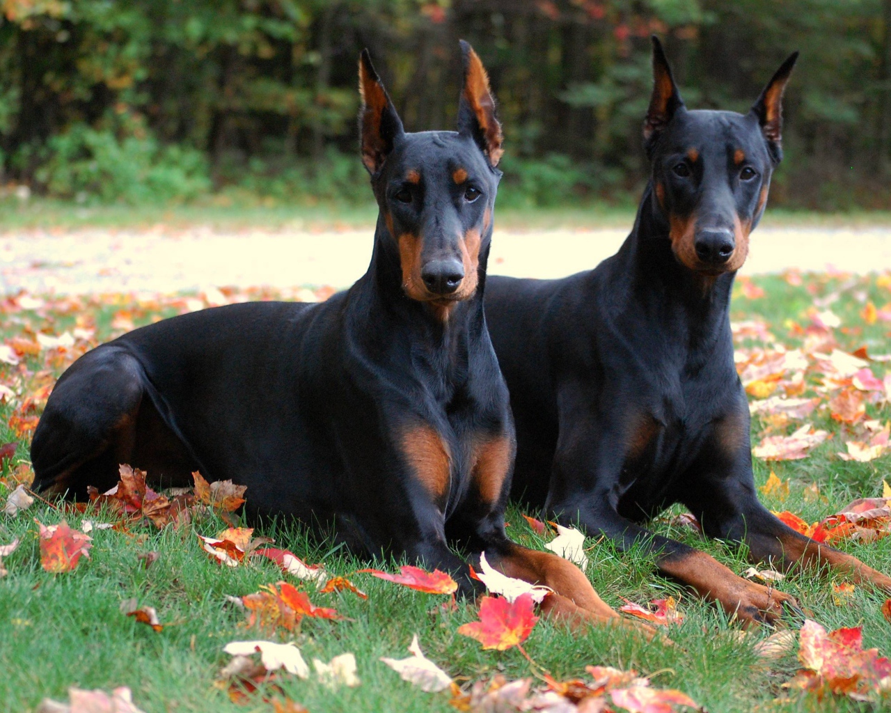 Два добермана в осеннем парке