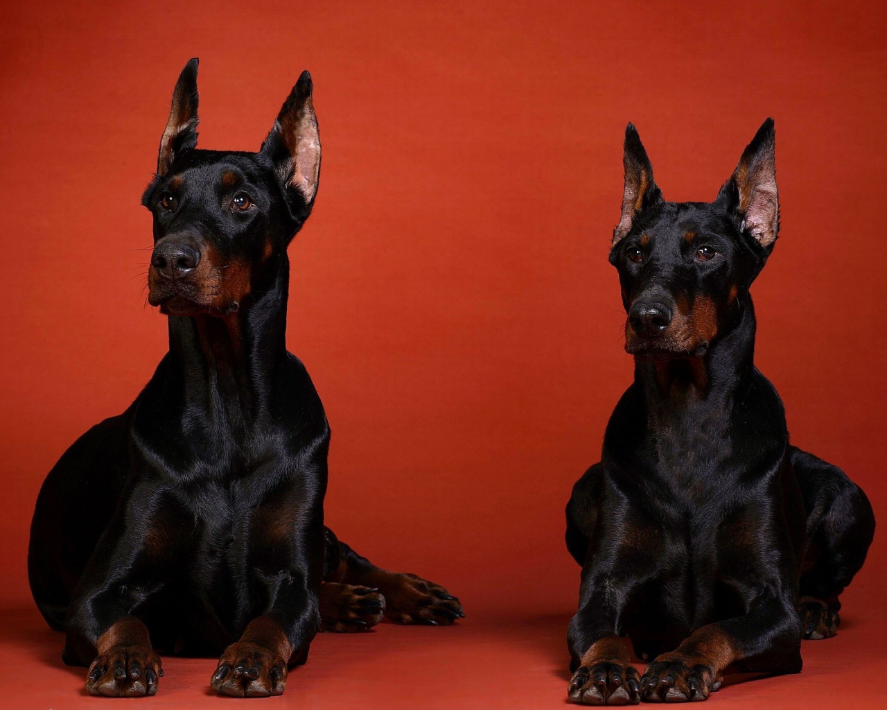 Два добермана на красном фоне