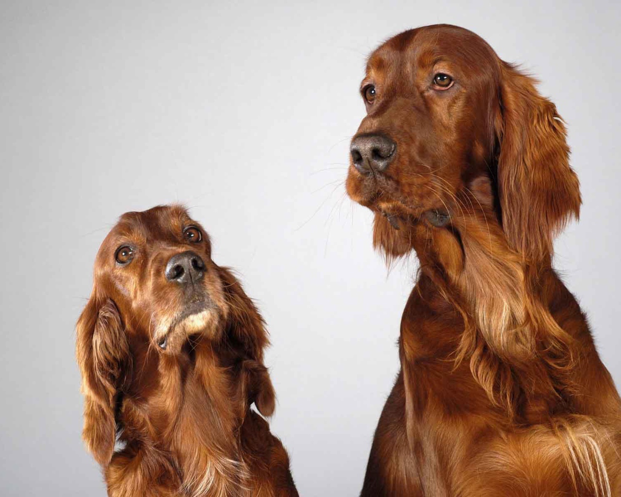 Два английских кокер спаниеля