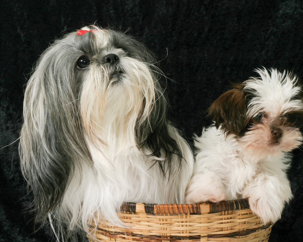 Два шитцу в корзине