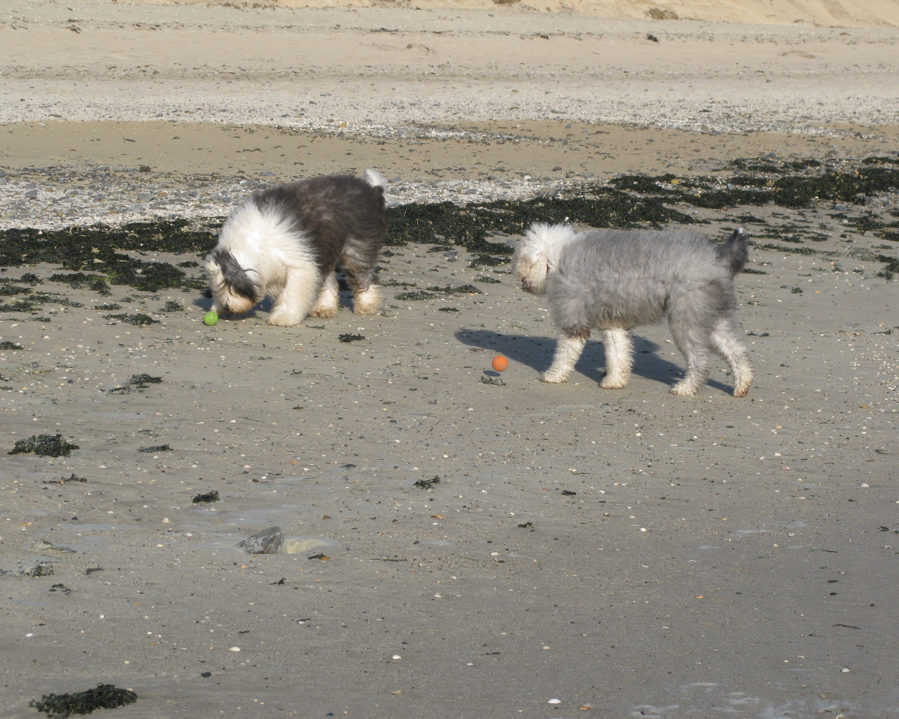 Два бобтейла на пляже