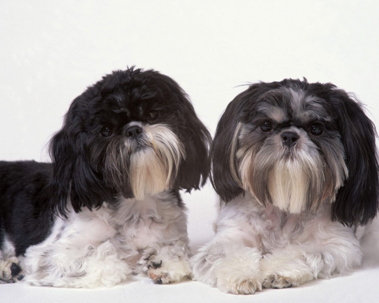 Два подстриженных шитцу