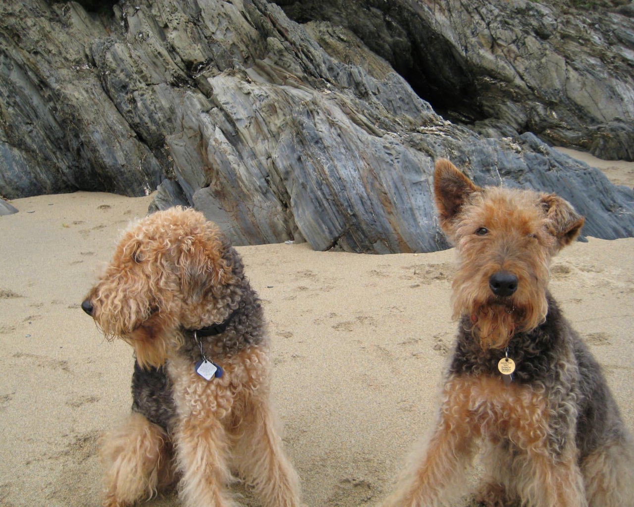 Два милых эрдельтерьера на пляже