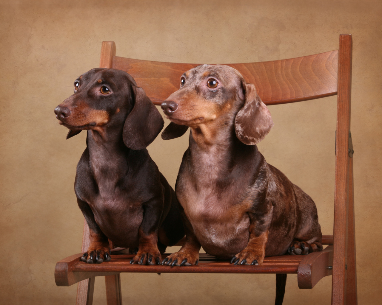 Две таксы на стуле