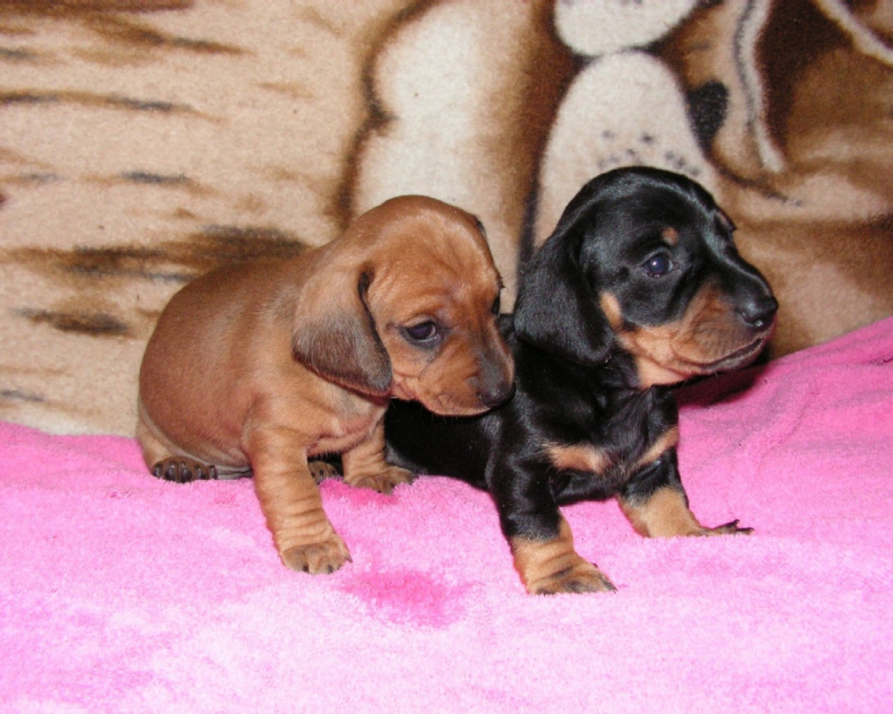 Два щенка таксы