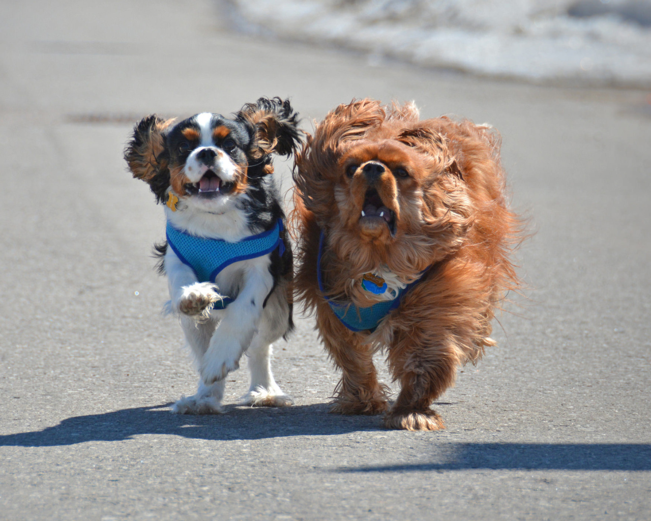 Две собаки кавалер кинг чарльз спаниель на пляже