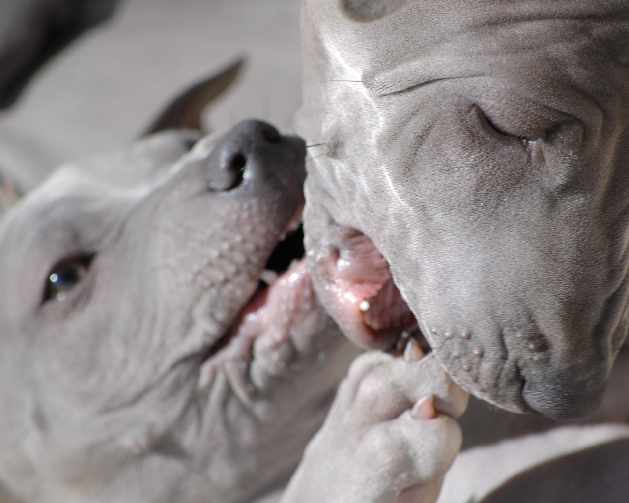 Две собаки тайский риджбек
