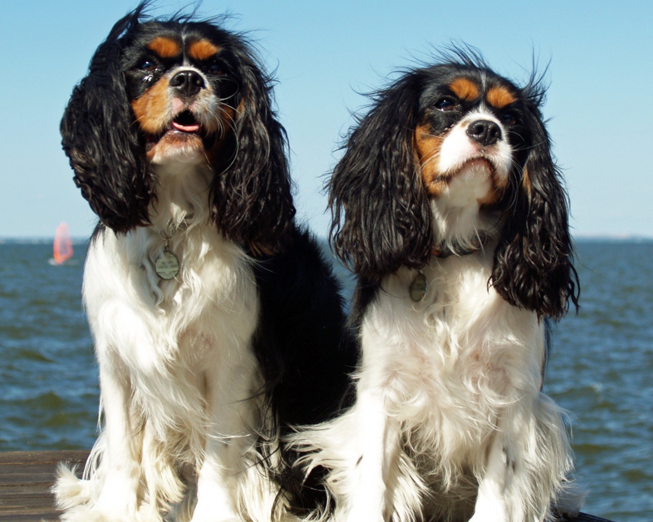 Две собаки у моря