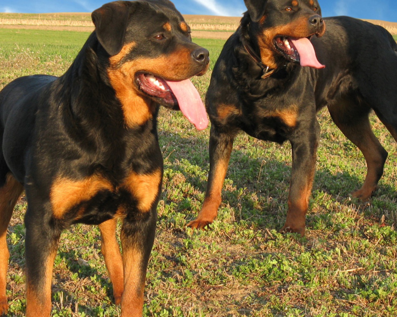 Two large Rottweiler