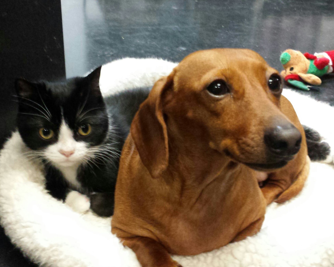 Два друга такса и кот