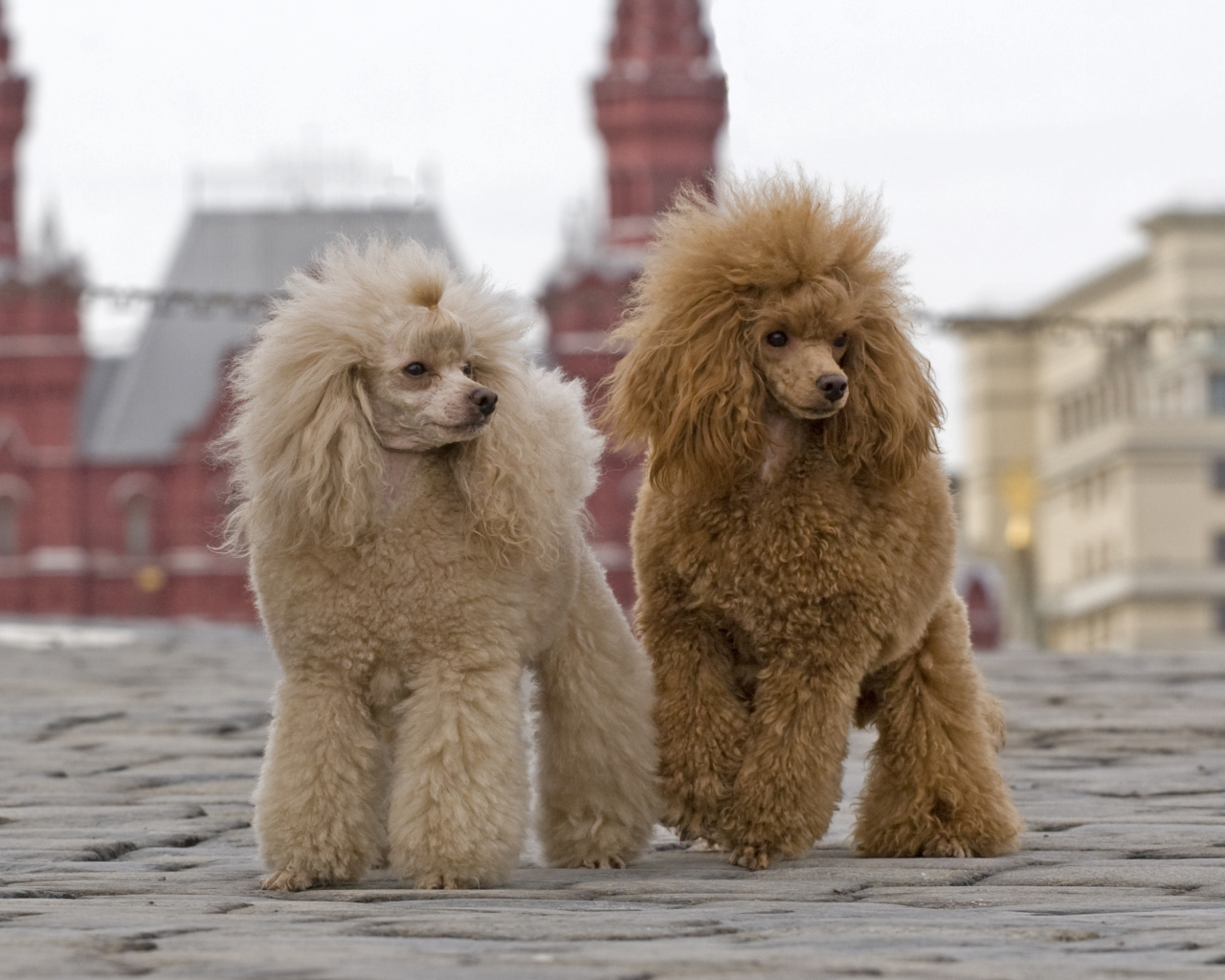 Два пуделя на Красной площади