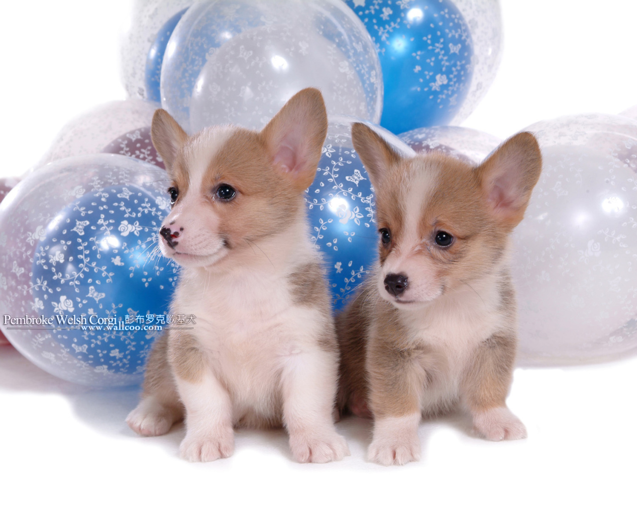 Два щенка вельш-корги на фоне шаров