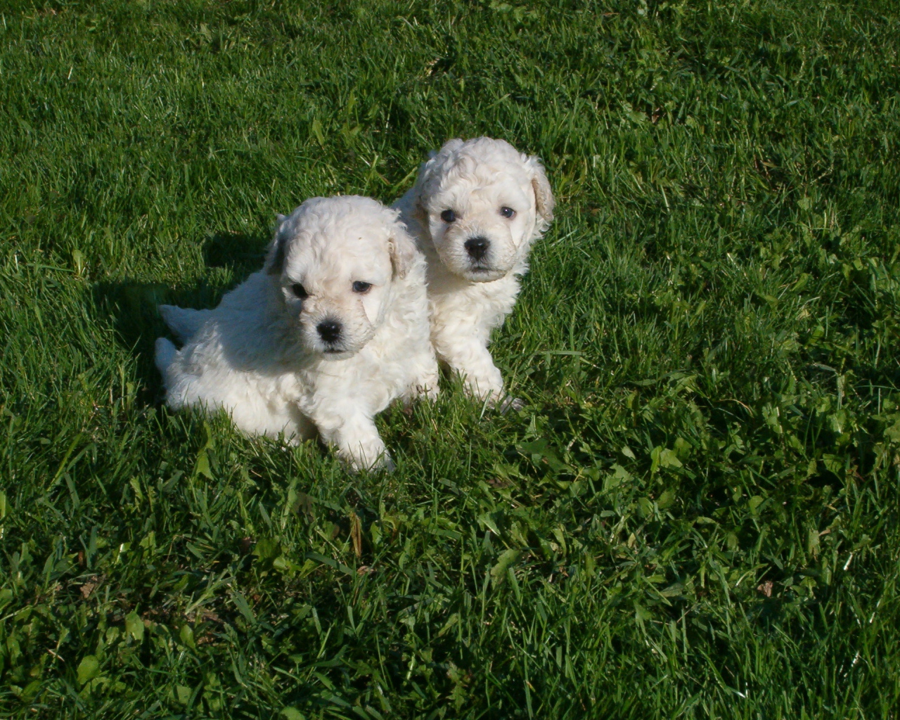 Два щенка собаки комондор