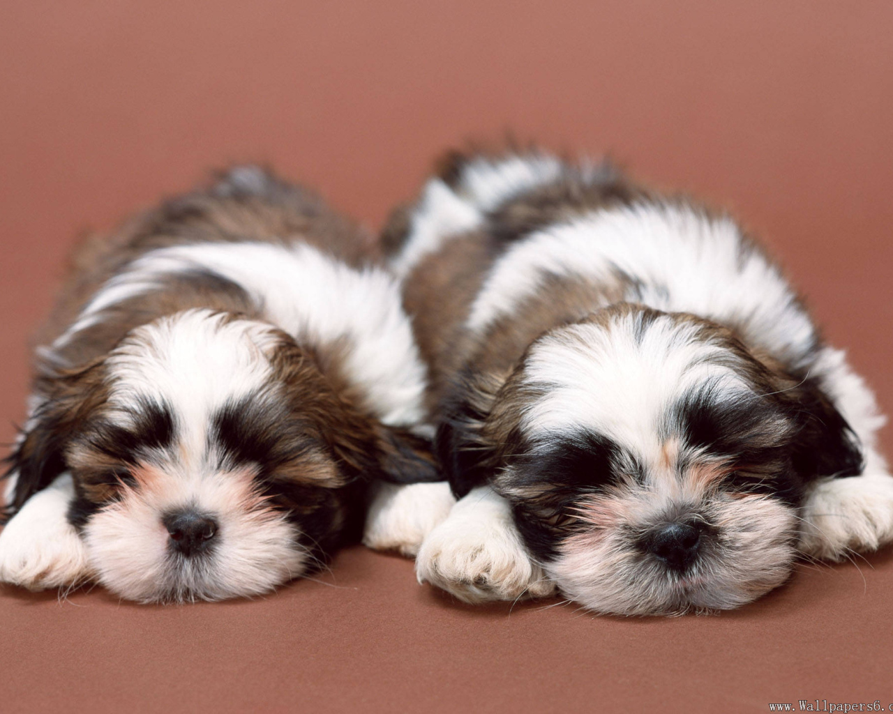 Два щенка шитцу спят