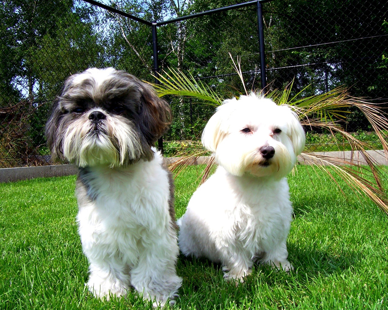 Две маленьких собаки шитцу