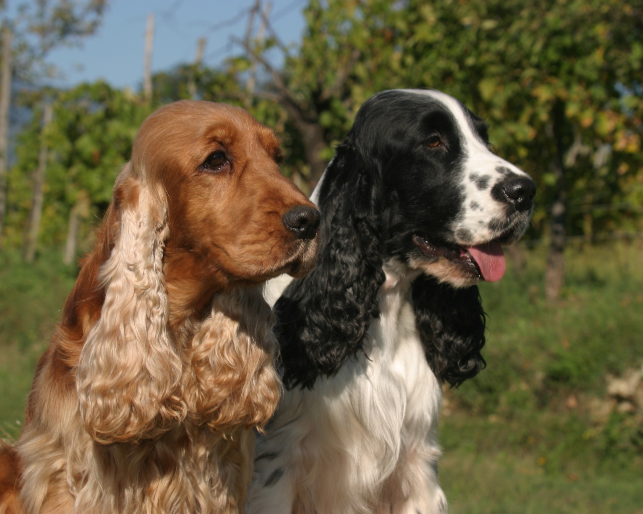 Виды английского кокер спаниеля