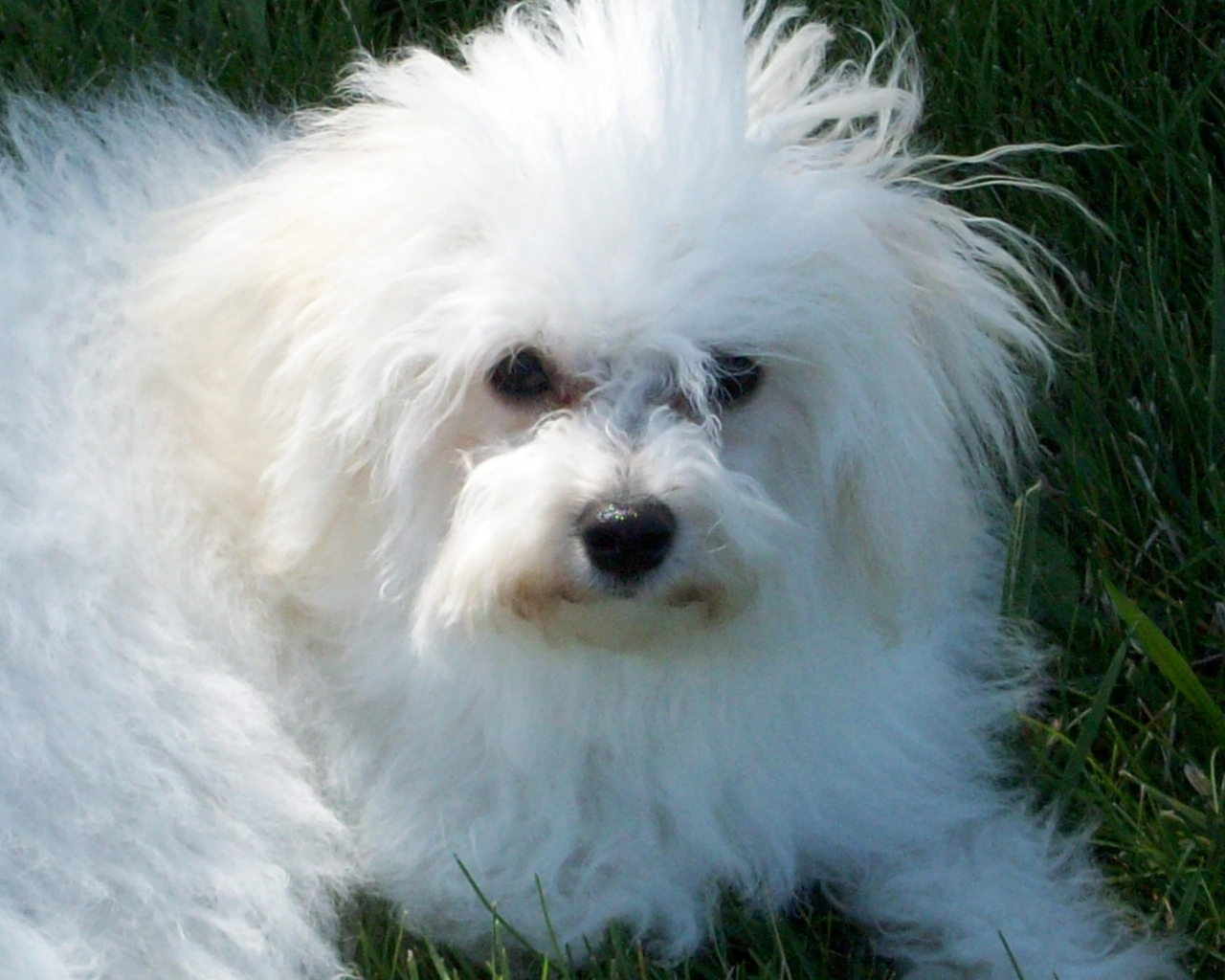 Недружелюбный взгляд болонки