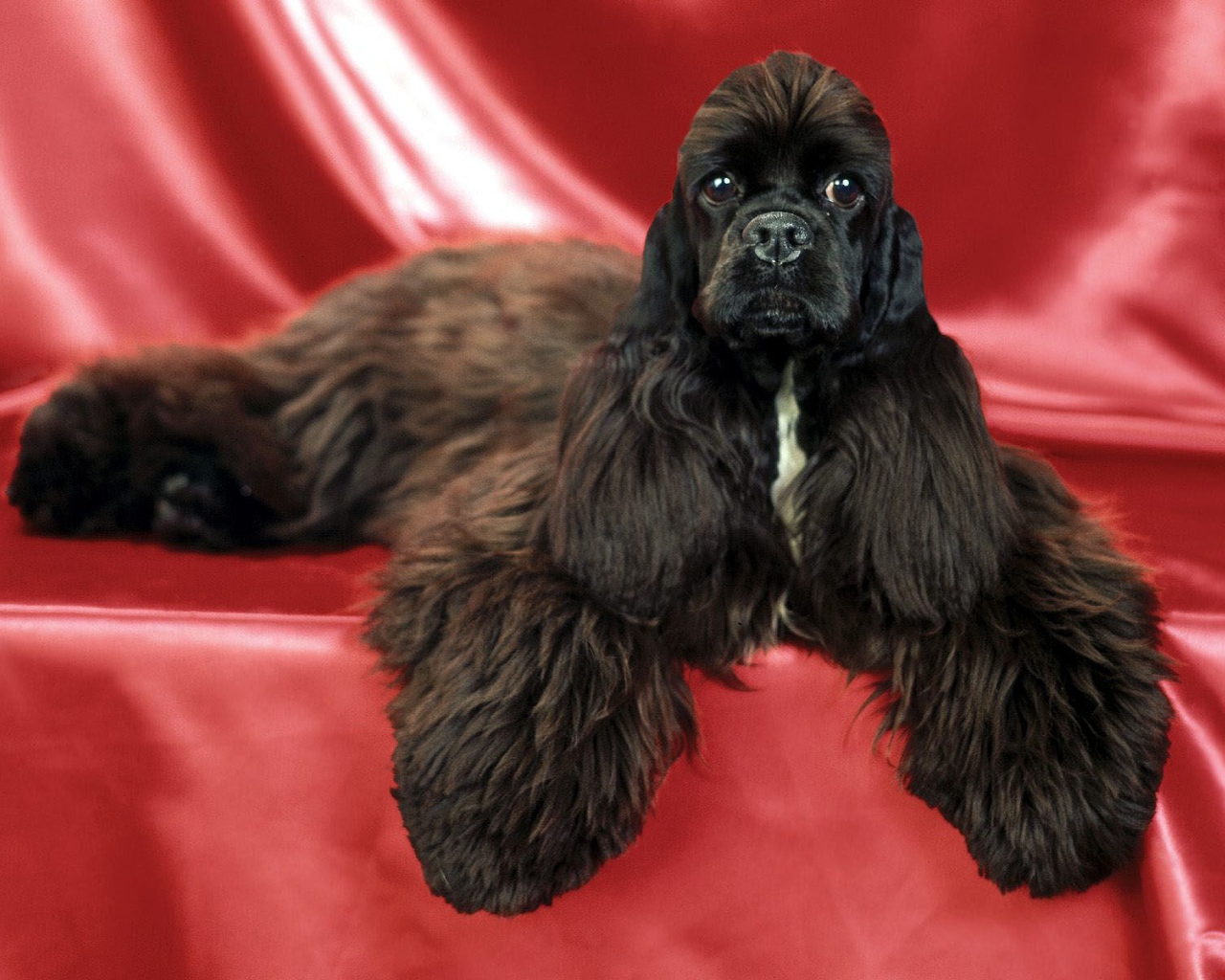 Необычный пес спаниель