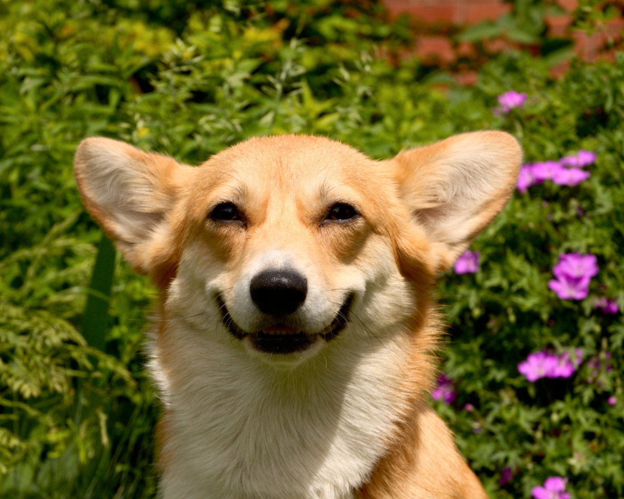 Улыбающаяся вельш-корги