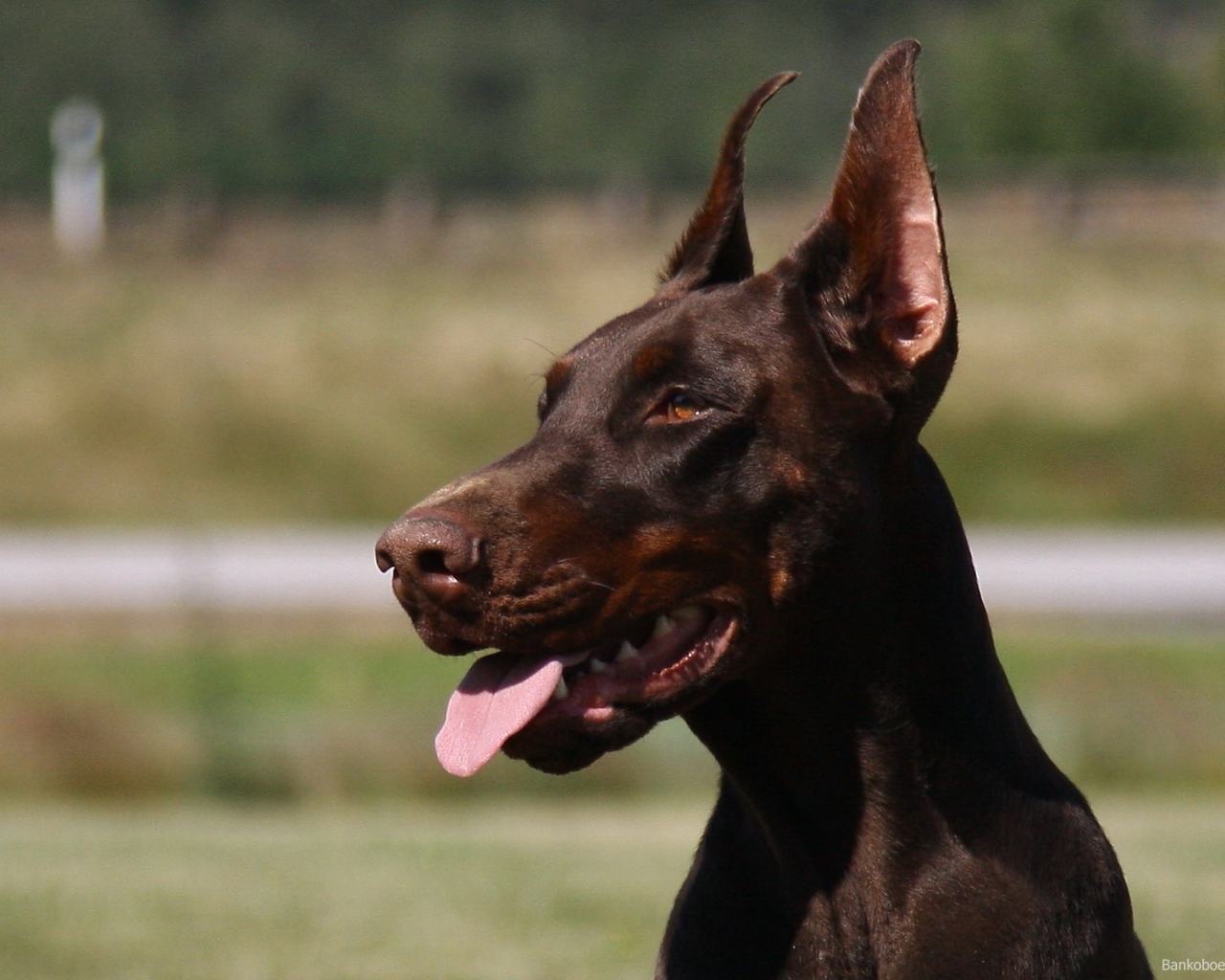 Красивый доберман