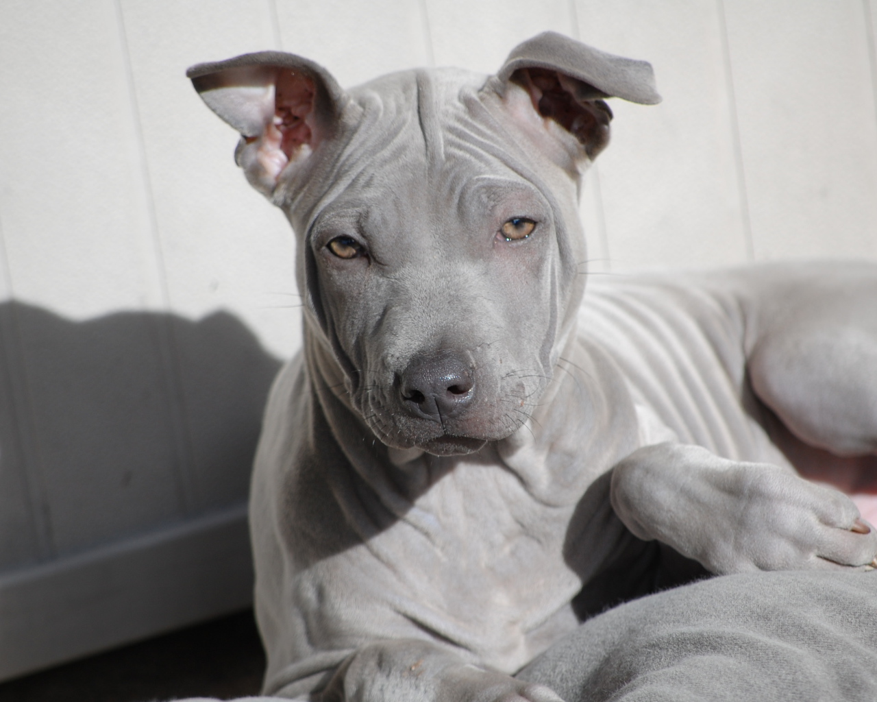 Взгляд тайского риджбека