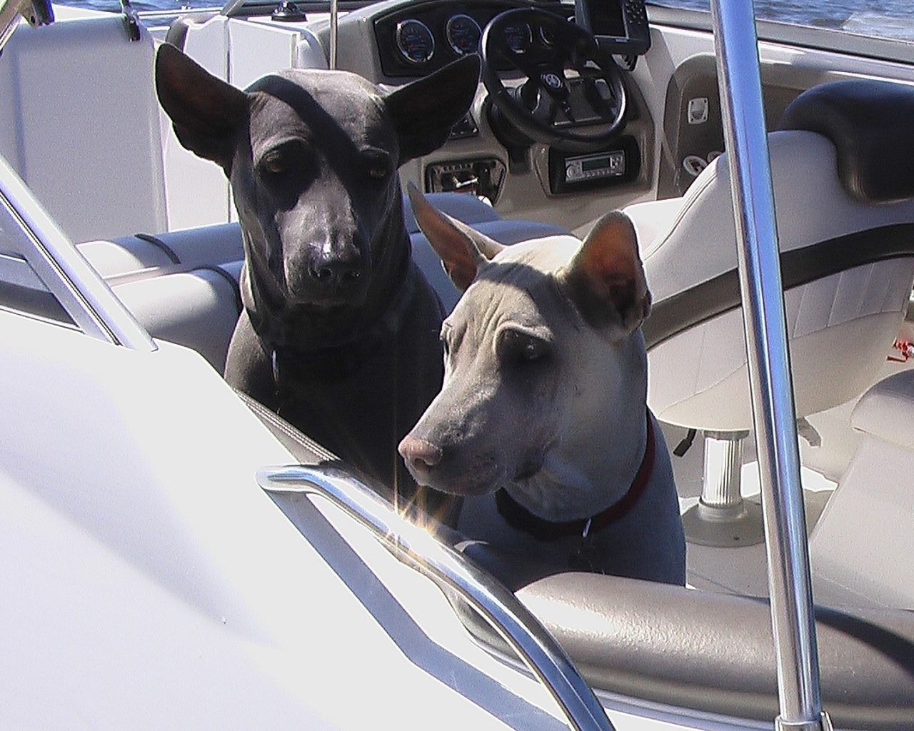 Прогулка тайских риджбеков на катере