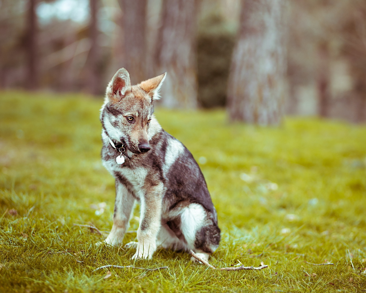 Прогулка в лесу