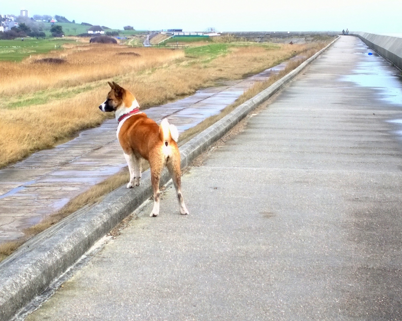 Прогулка американской акиты у моря
