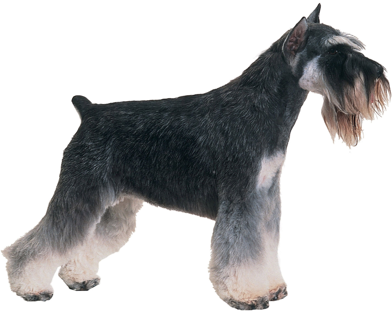 Обои с собакой шнауцером