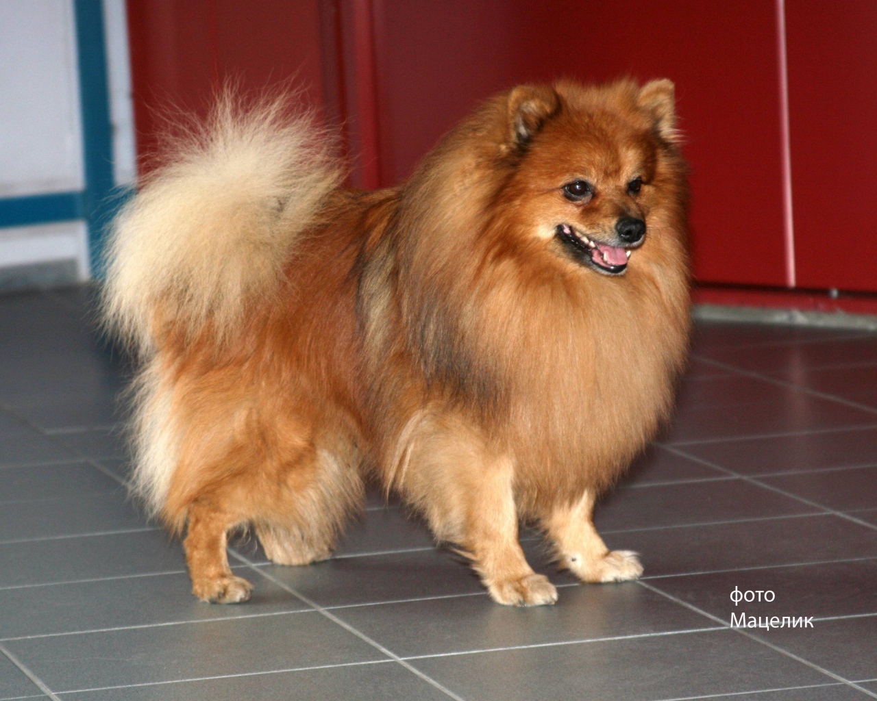 Ухоженный немецкий шпиц