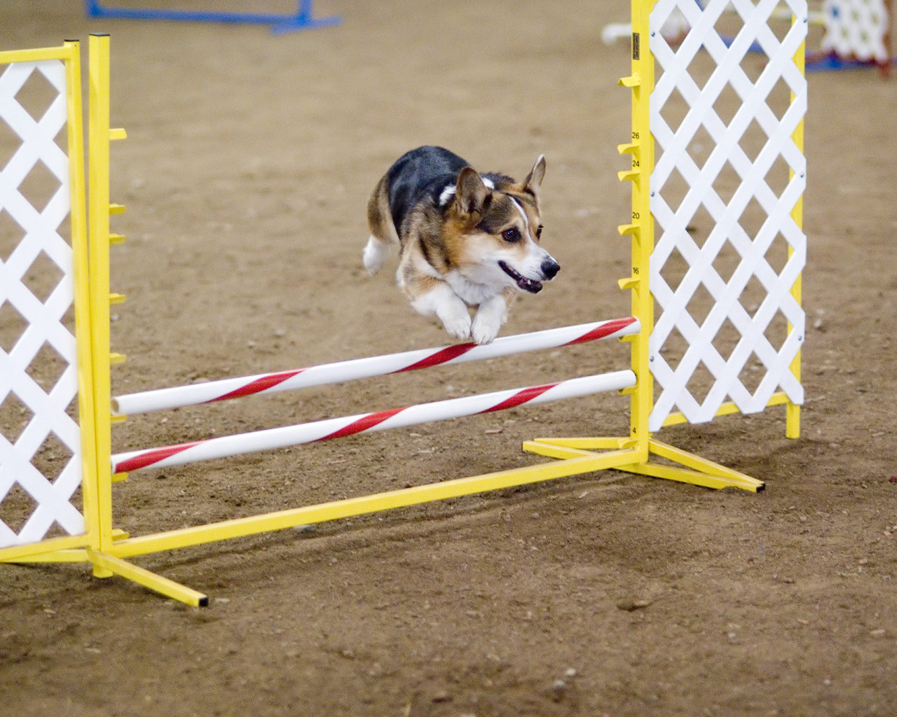 Вельш-корги спортсмен