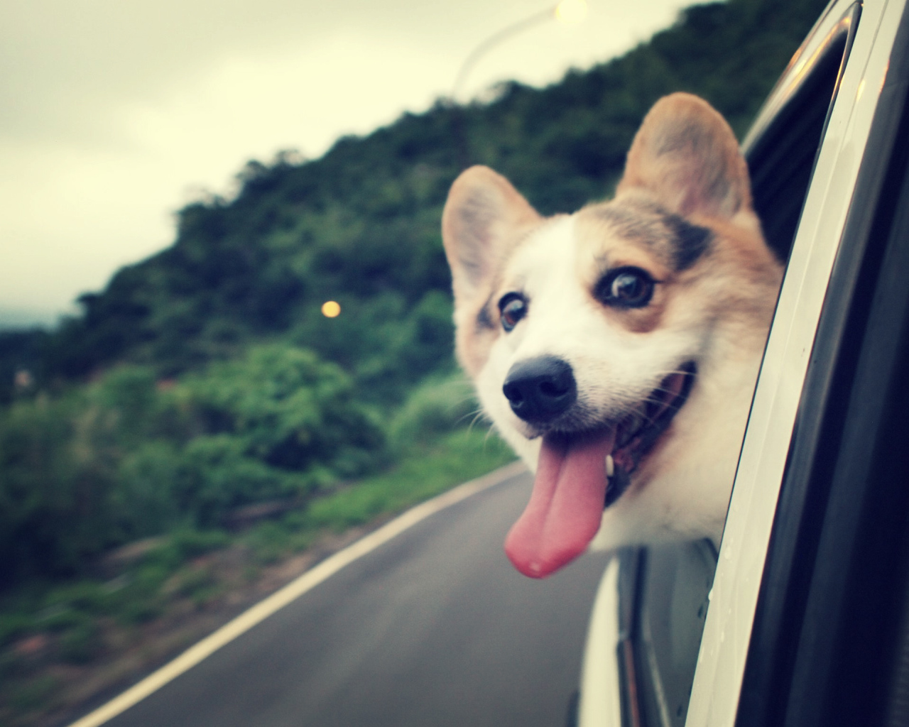 Вельш-корги смотрит в окно