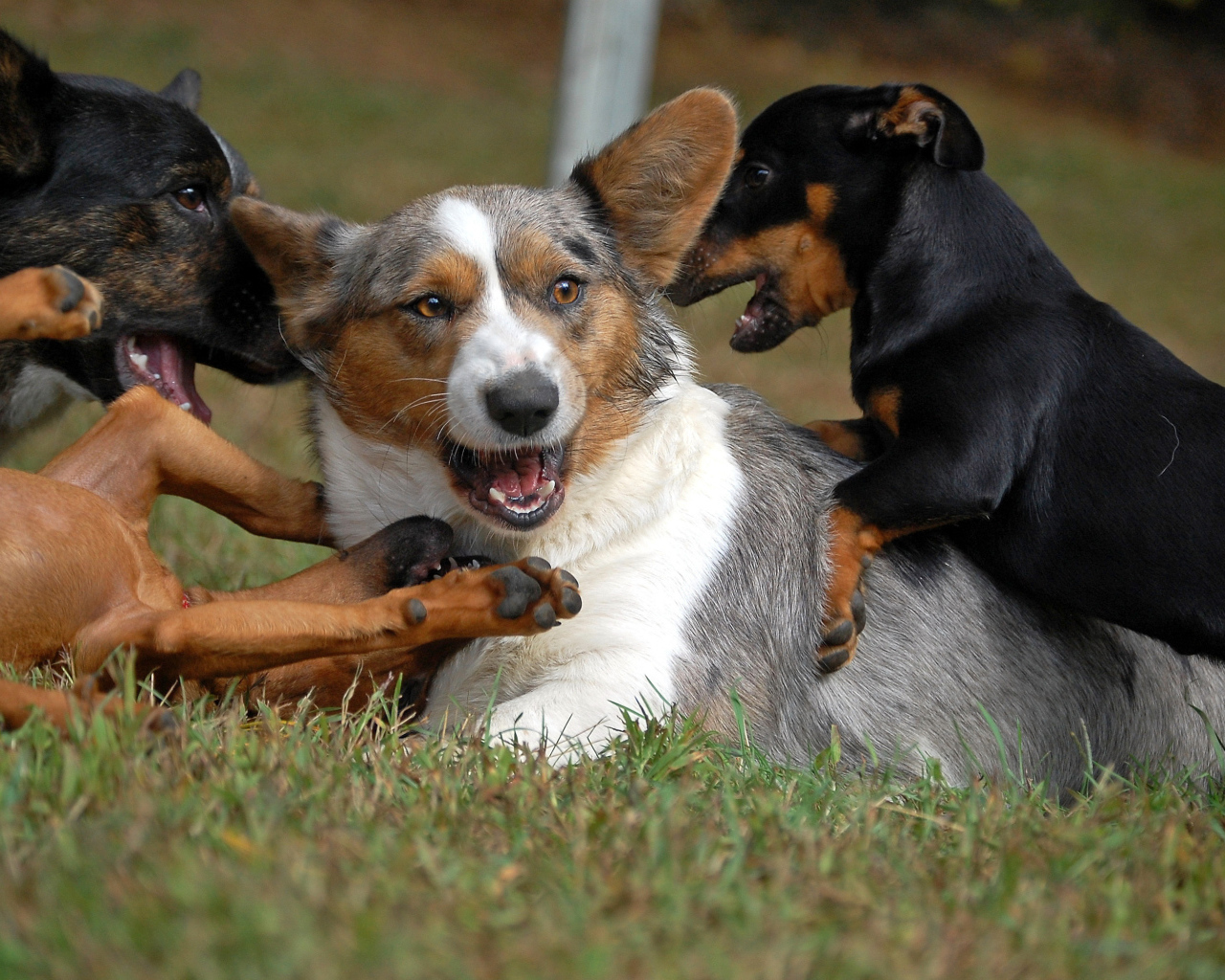 Вельш-корги играет с собаками