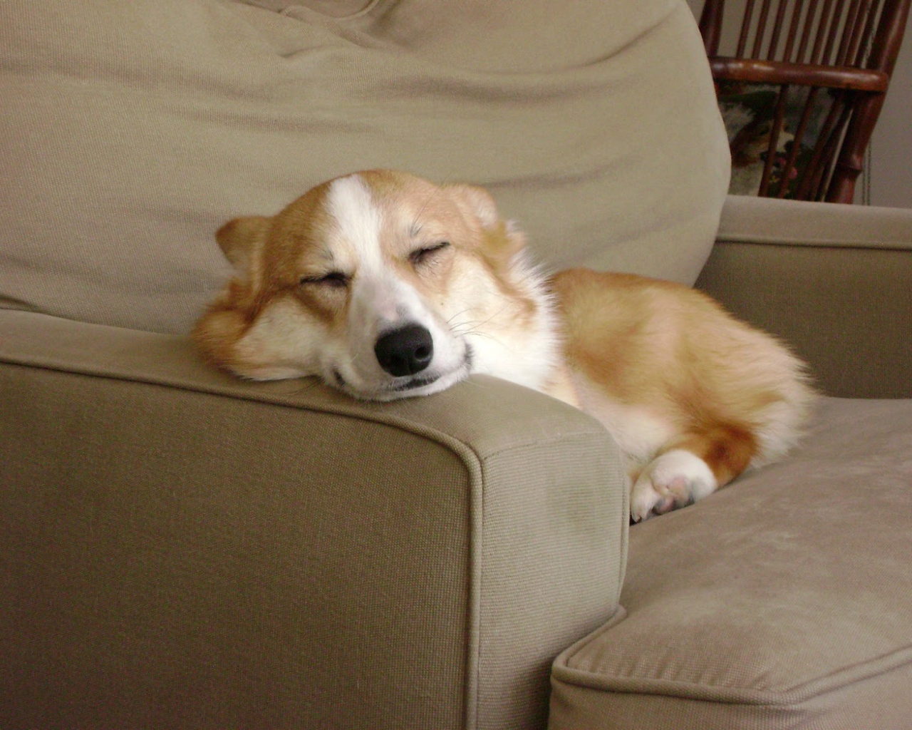 Вельш-корги спит на кресле