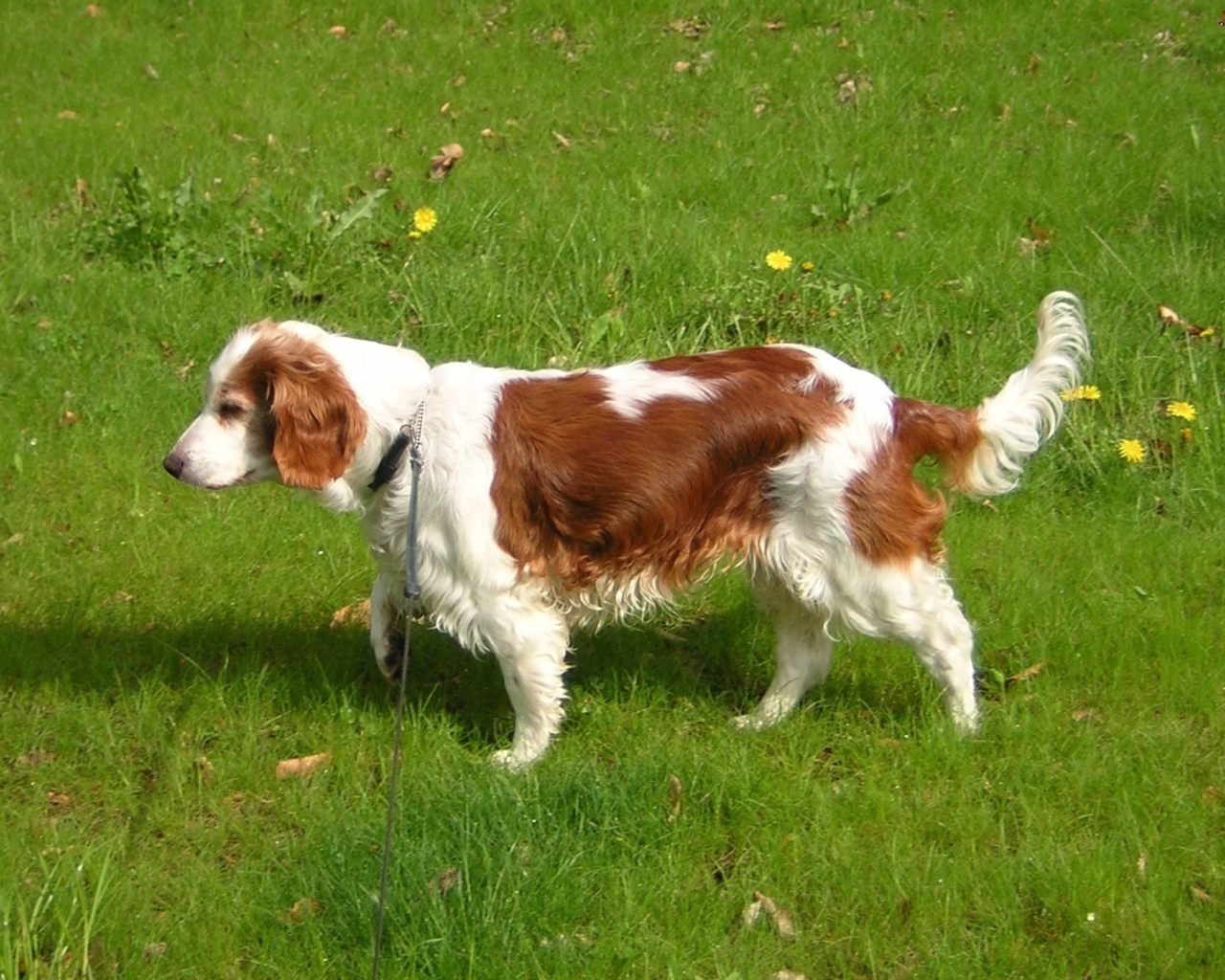 Уэльский гончий спаниель