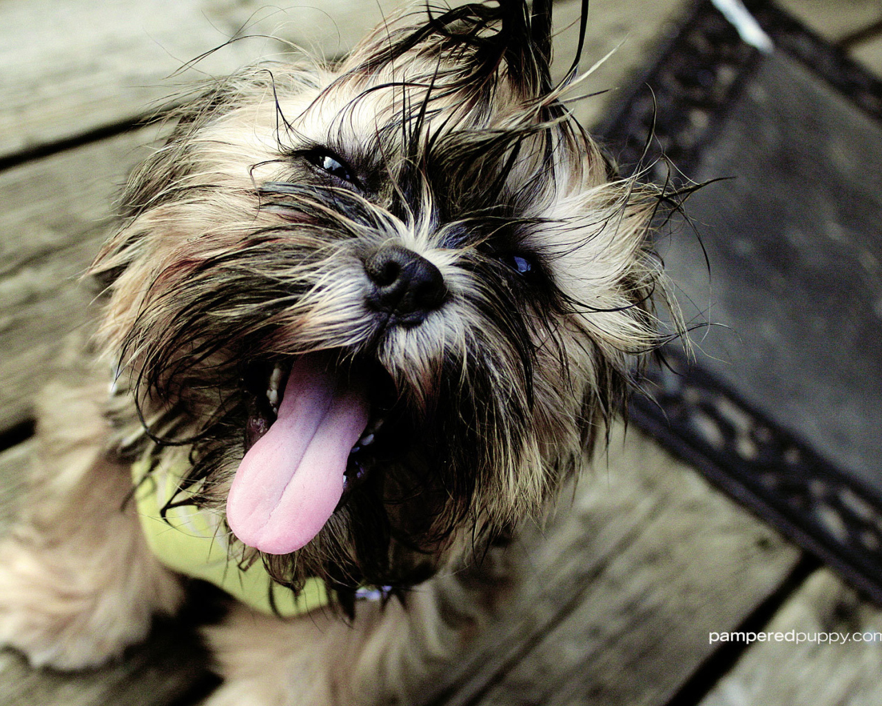 Мокрый пес шитцу