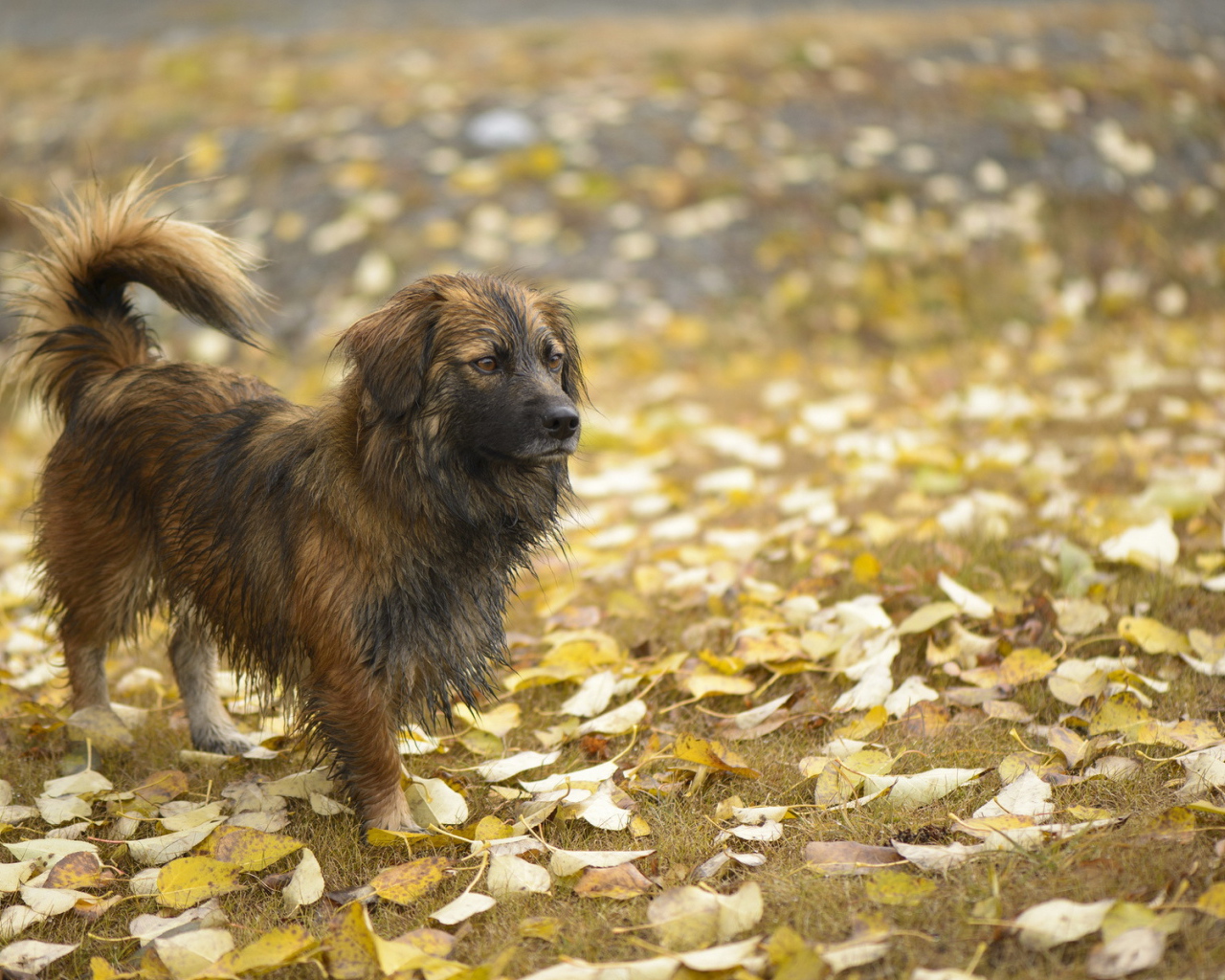 Мокрый лохматый пес