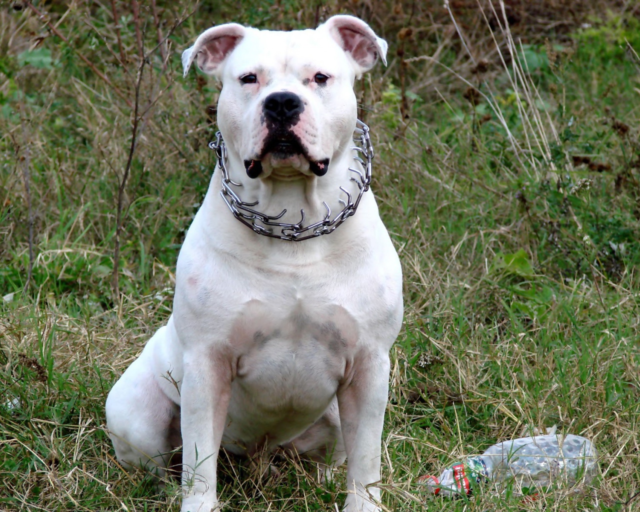Белый американский стаффордширский терьер