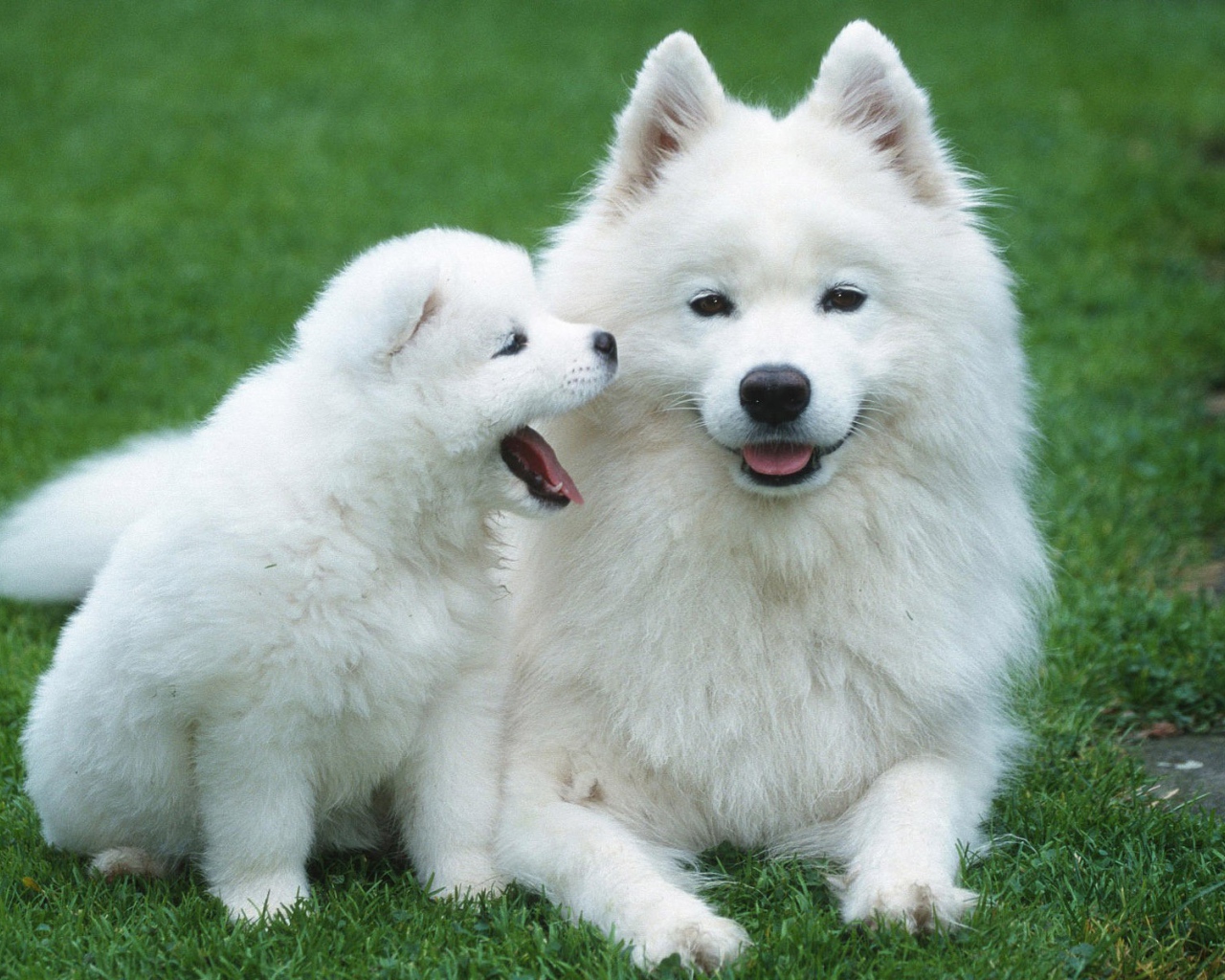 Белый шпиц с щенком