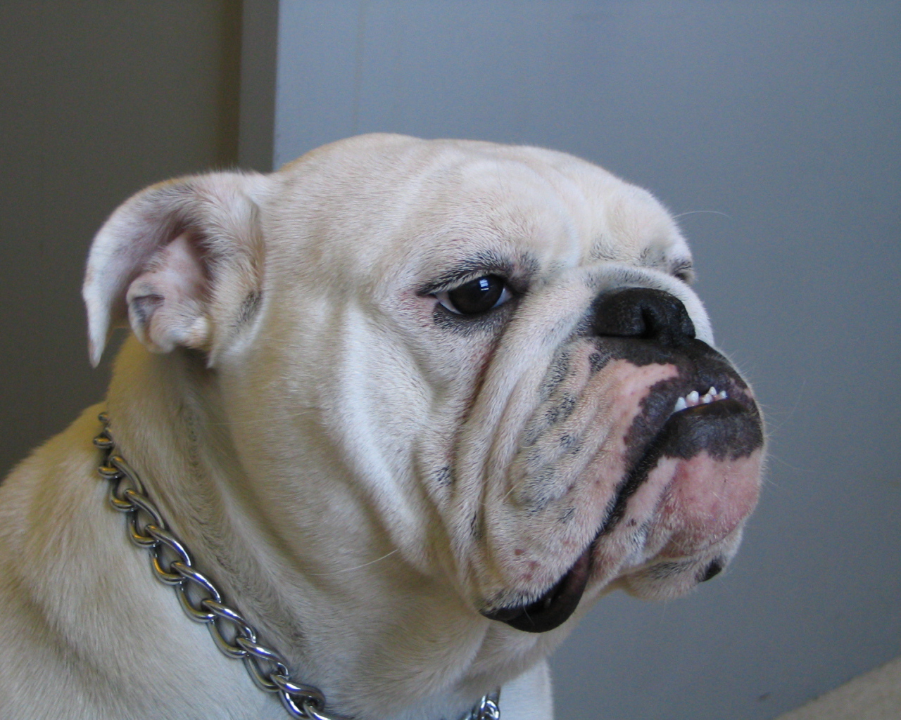 Белый английский бульдог