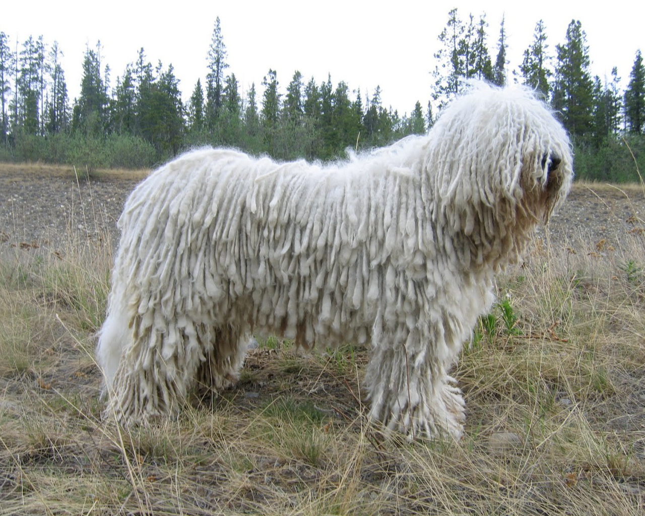 Белый комондор на поляне