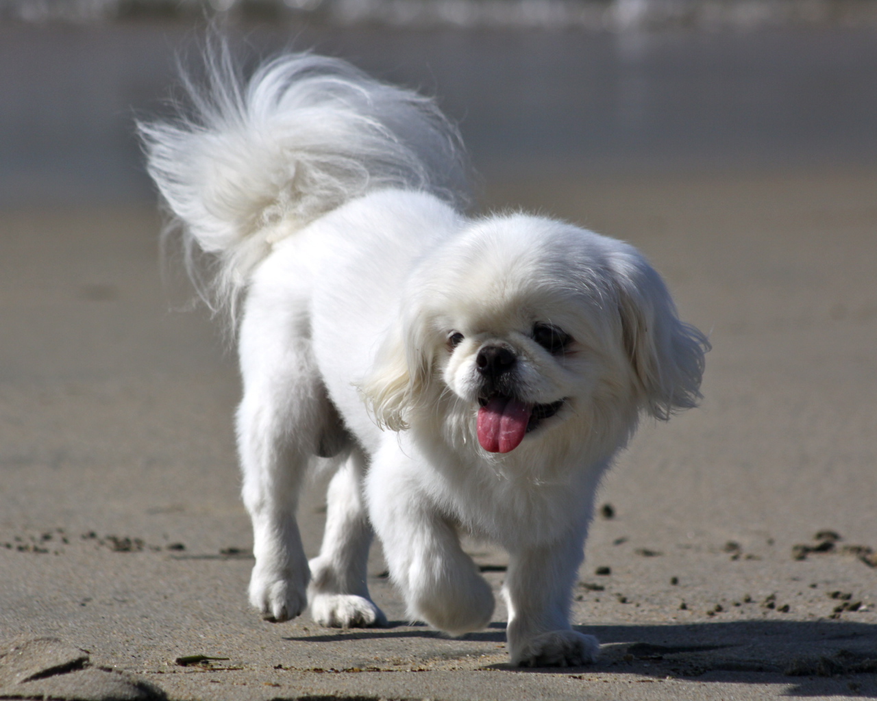 Белый пекинес на пляже