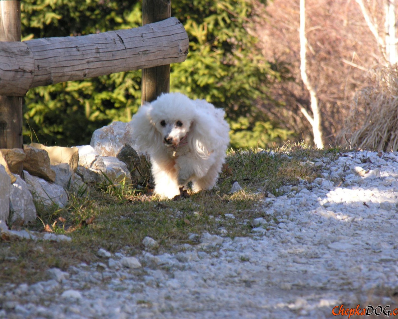 Белый пудель у забора