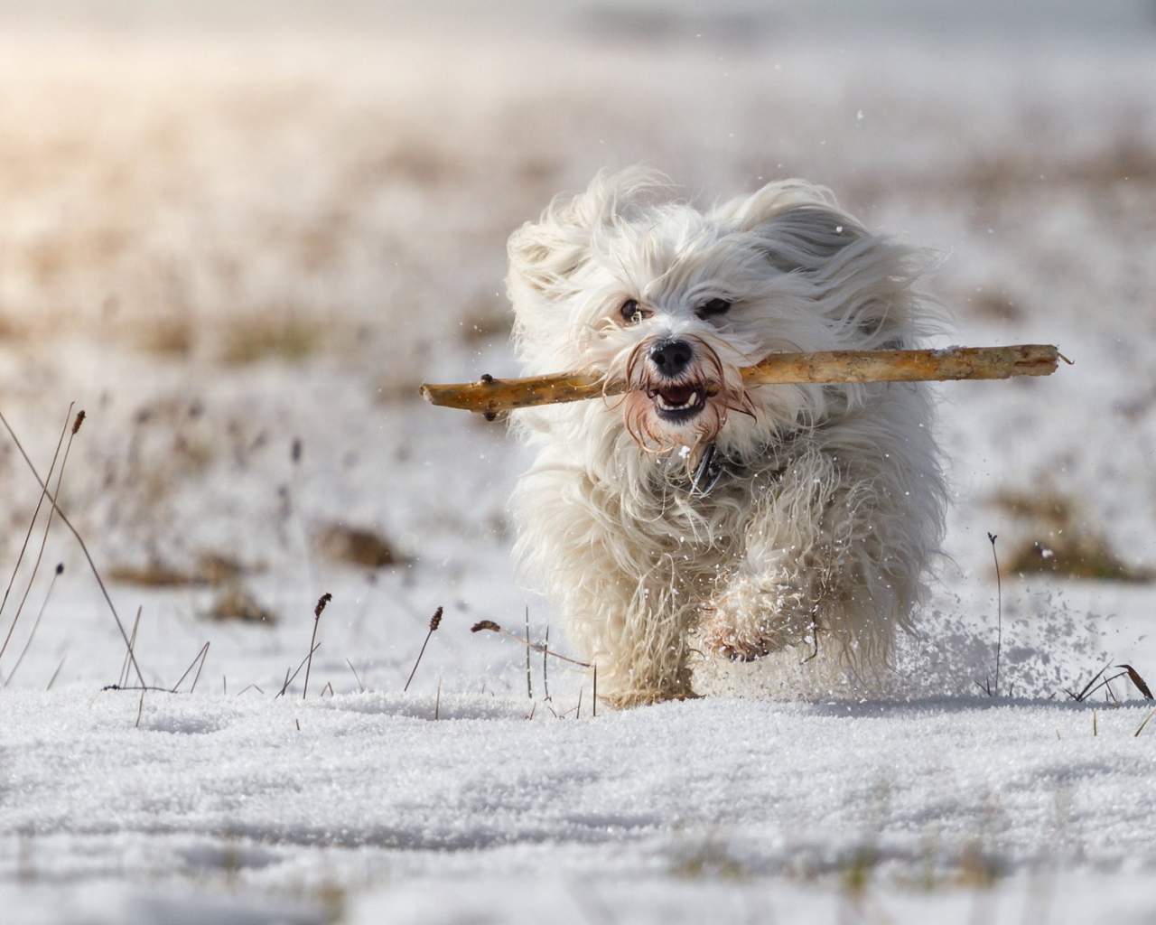 Белый пудель бежит по снегу
