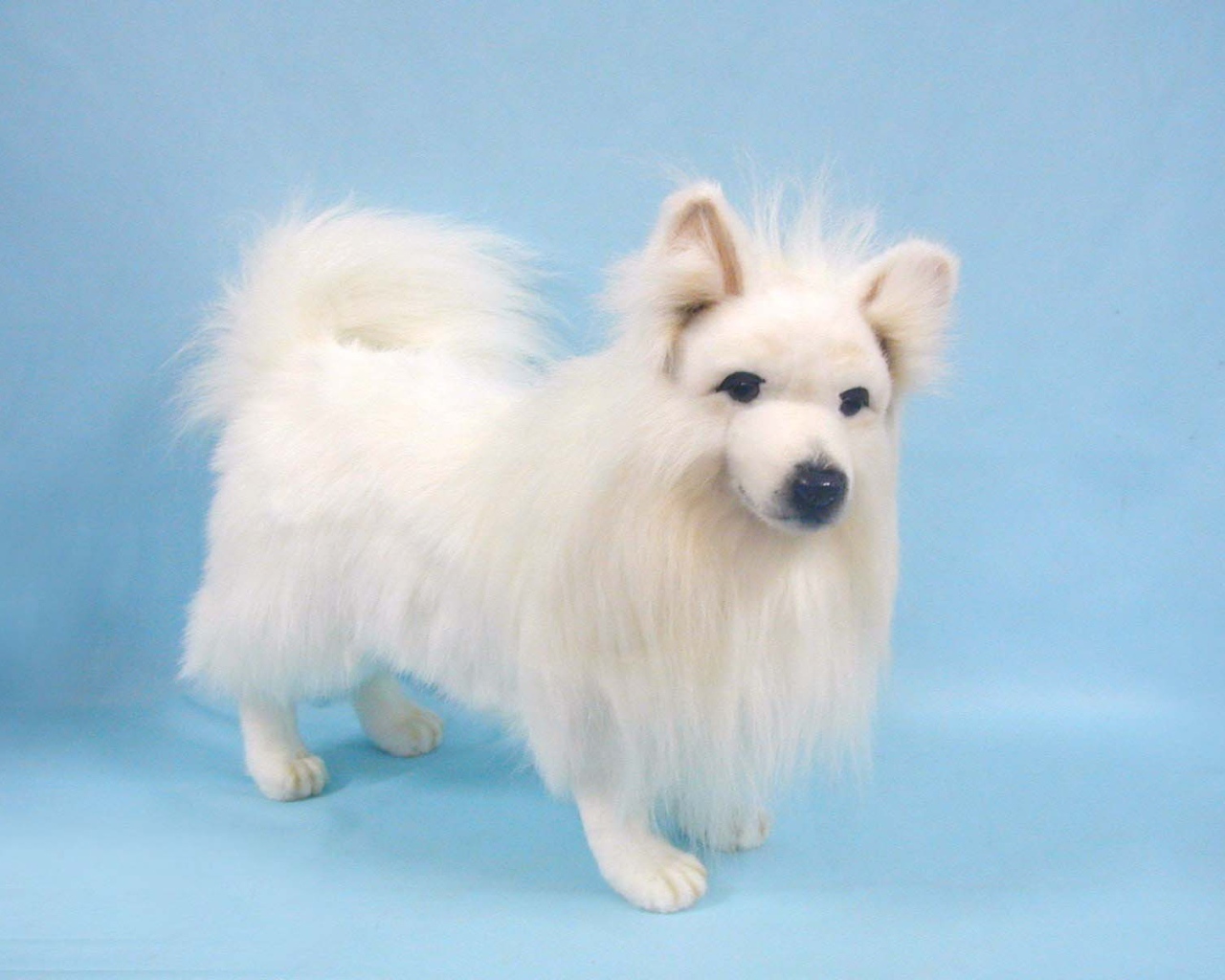 Белый шпиц на голубом фоне