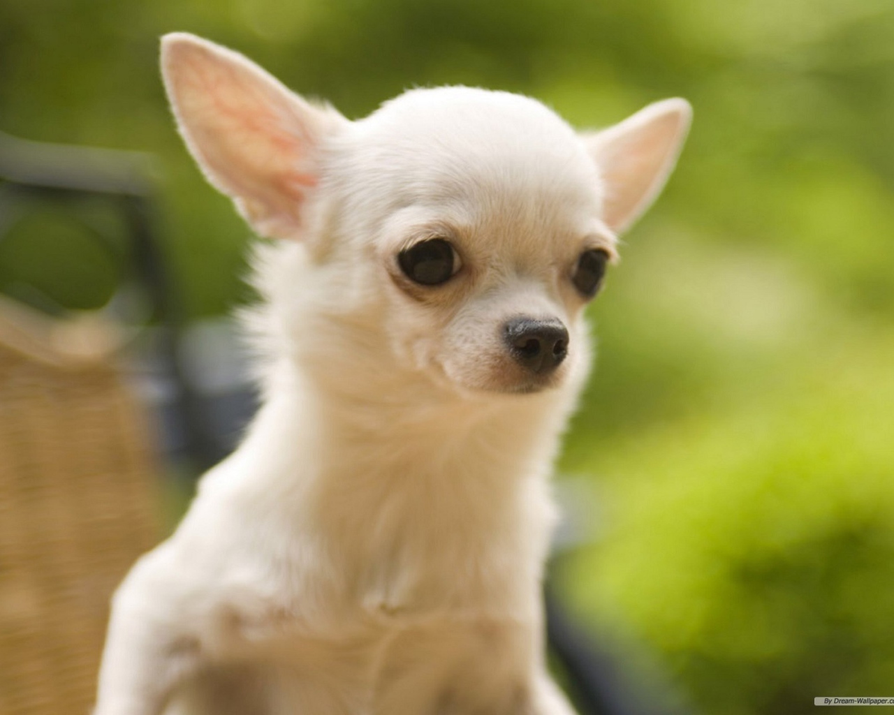 Белая чихуахуа на природе