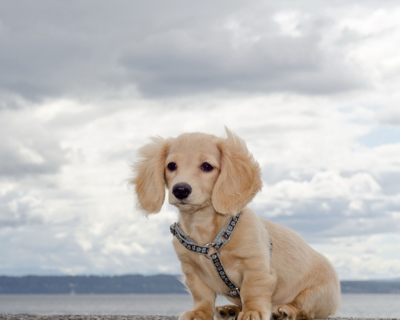 Белая такса на природе