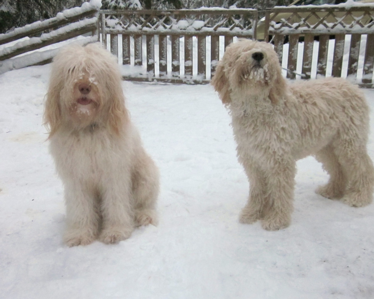 Белые собаки барбет
