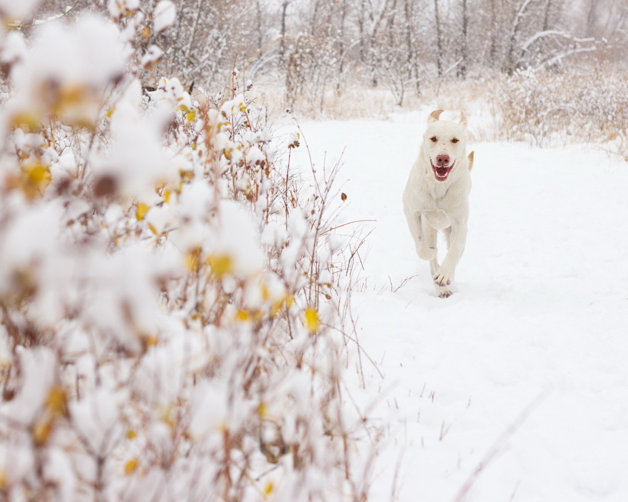 Белая собака на снегу