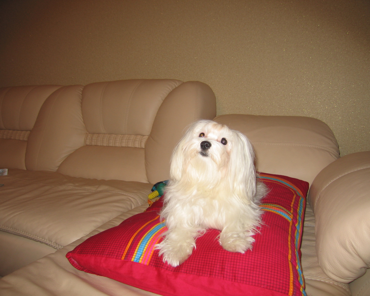 Белая болонка на диване